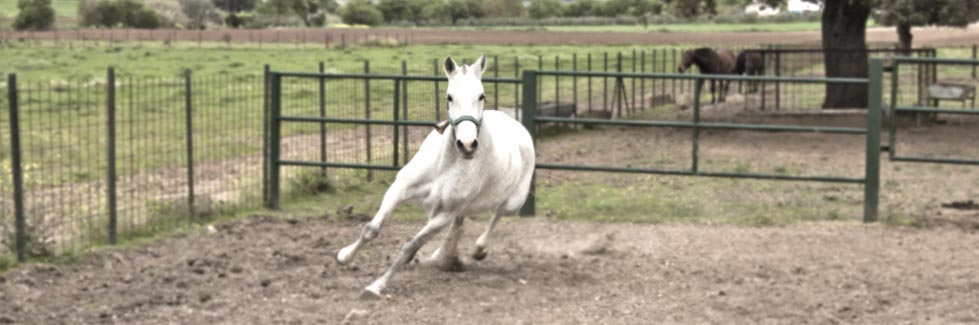 Piensos para caballos