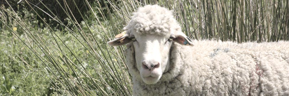 Piensos para ganado ovino y caprino