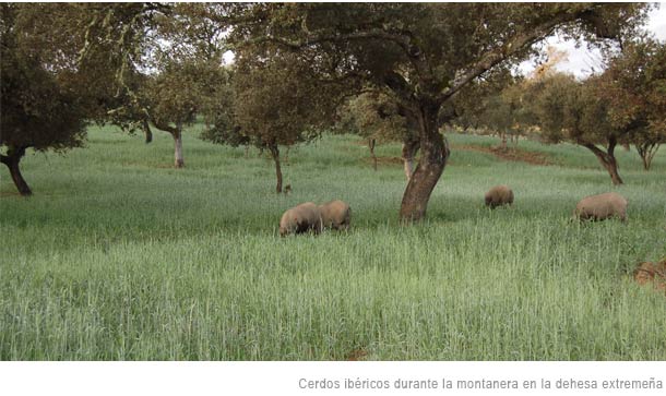 Resumen de la nueva Norma de Calidad del Cerdo Ibérico