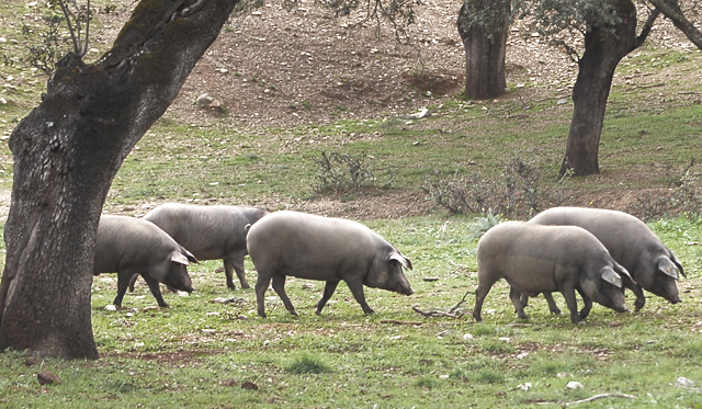 EL CERDO IBÉRICO