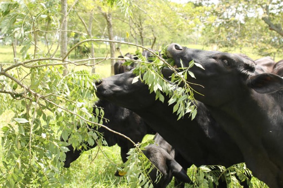 ¿Revolución en el campo? El ganado engorda gracias a la sombra